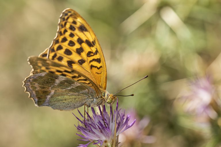 Argynnis paphia - Nacarada