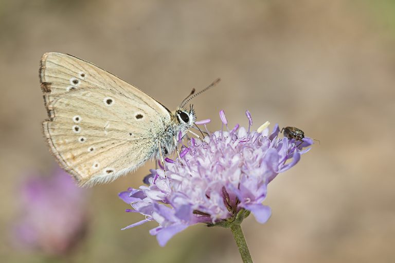 Agrodiaetus ripartii - Azul anómala