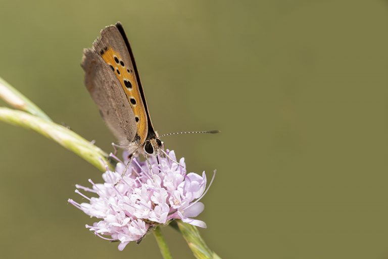 Lycaena phlaeas - Manto bicolor