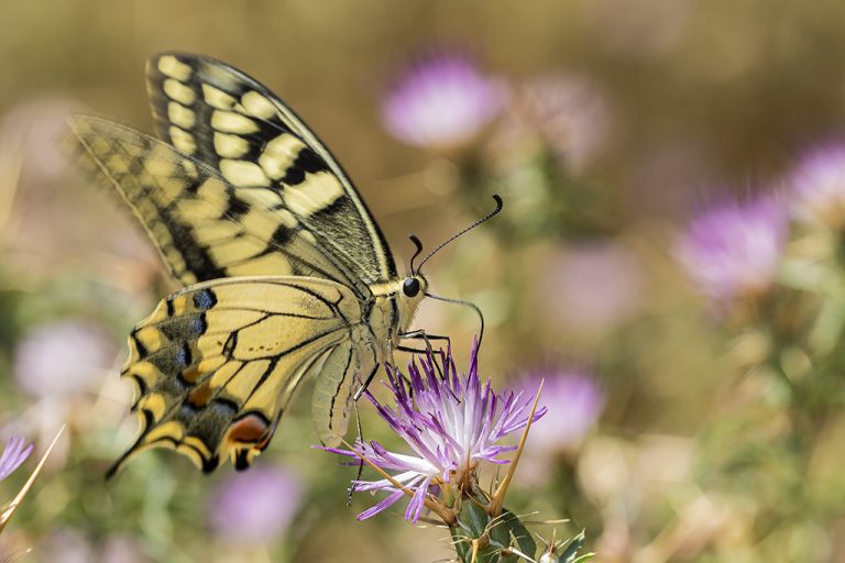 Papilio machaon - Macaón