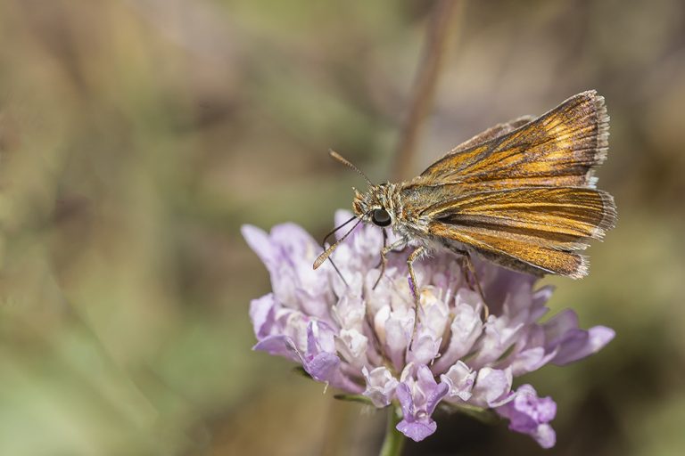 Thymelicus acteon - Dorada oscura