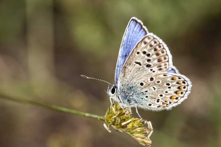 Polyommatus escheri - Azul de Escher