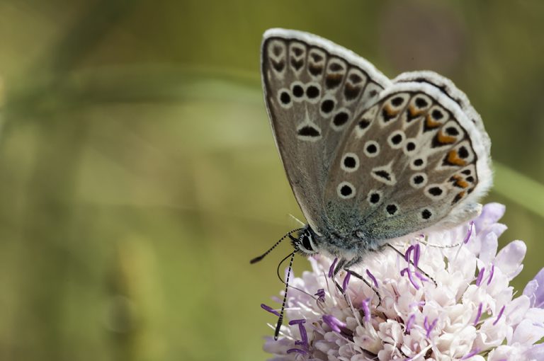 Polyommatus escheri - Azul de Escher