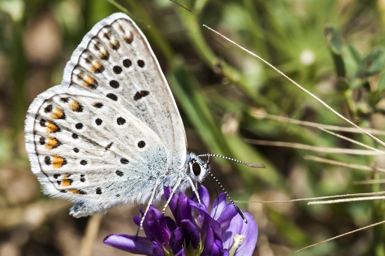 Polyommatus escheri - Azul de Escher