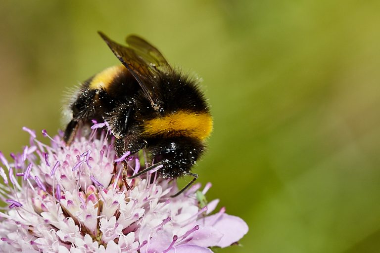 Bombus terrestris lusitanicus - Abejorro común