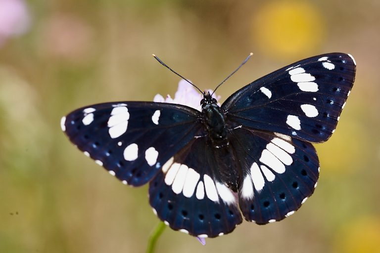 Limenitis reducta - Ninfa de los arroyos