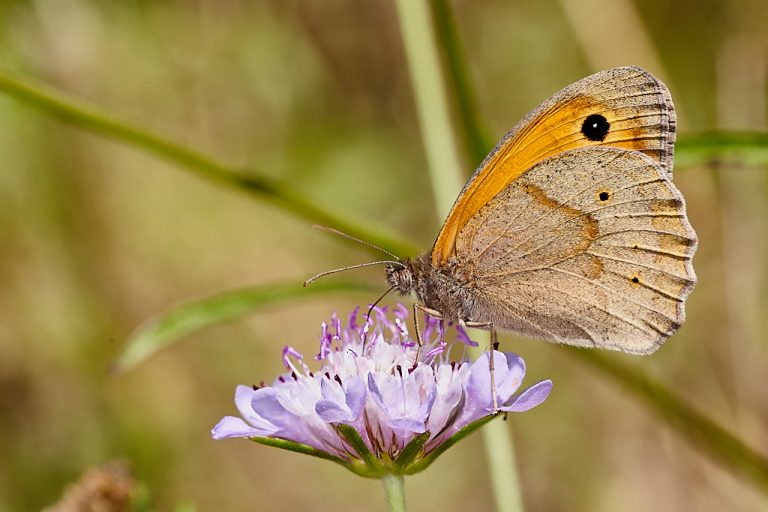 Maniola jurtina - Loba