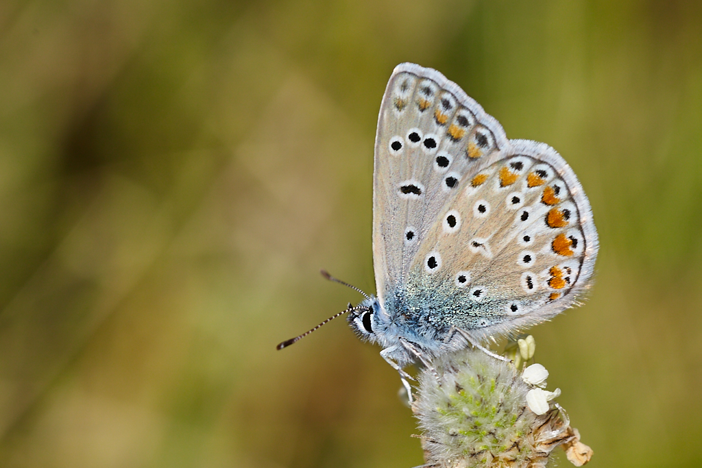 Polyommatus icarus - Mariposa azul comun