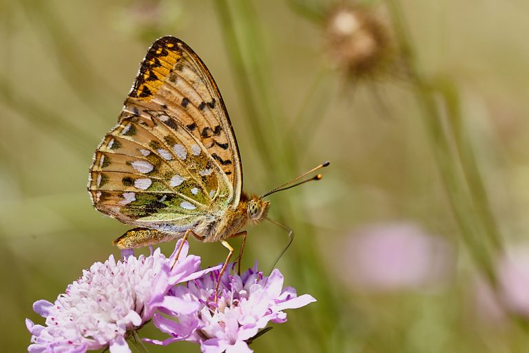 Argynnis aglaja - Lunares de plata