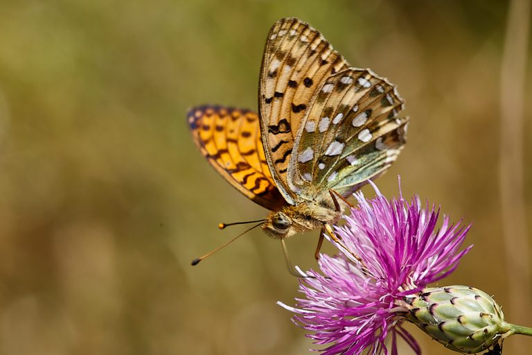 Argynnis aglaja - Lunares de plata