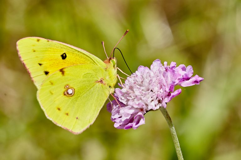 Colias crocea - Colias común