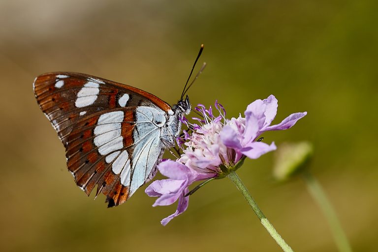 Limenitis reducta - Ninfa de los arroyos