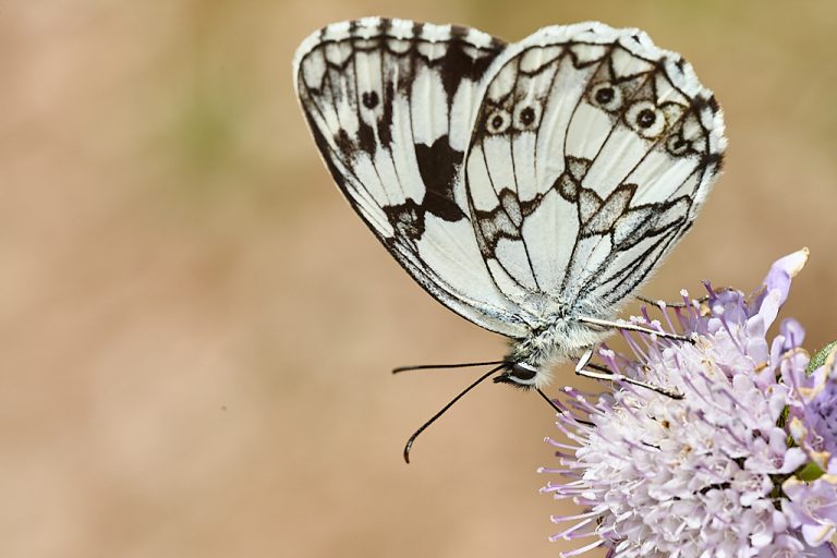 Melanargia lachesis - Medioluto ibérica