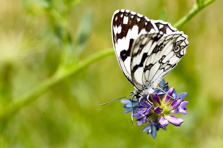 Melanargia lachesis - Medioluto ibérica