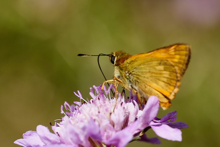 Ochlodes sylvanus - Dorada orla ancha