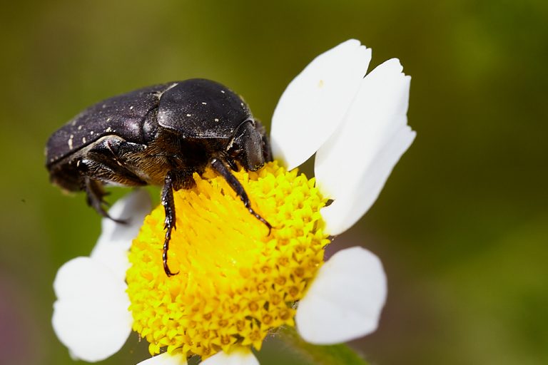 Oxythyrea funesta - Escarabajo del sudario