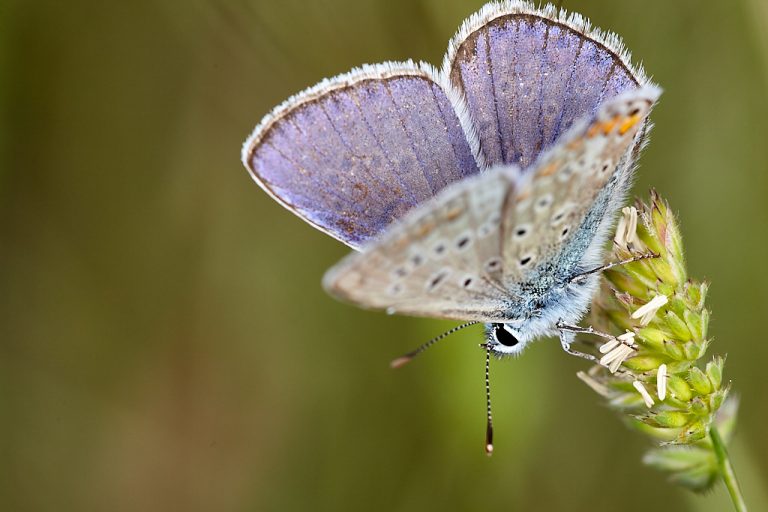 Polyommatus icarus - Mariposa azul comun