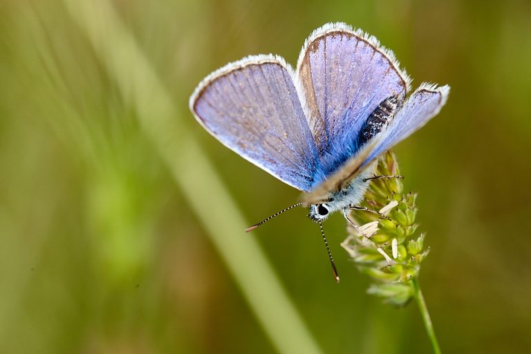 Polyommatus icarus - Mariposa azul comun