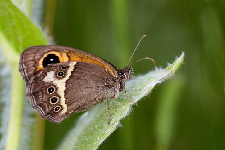 Pyronia bathseba - Lobito listado