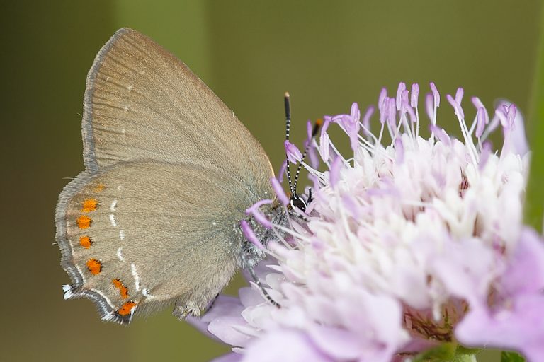 Satyrium esculi - Querquera