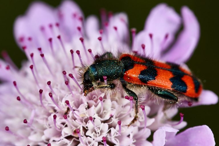 Trichodes alvearius - Escarabajo ajedrezado