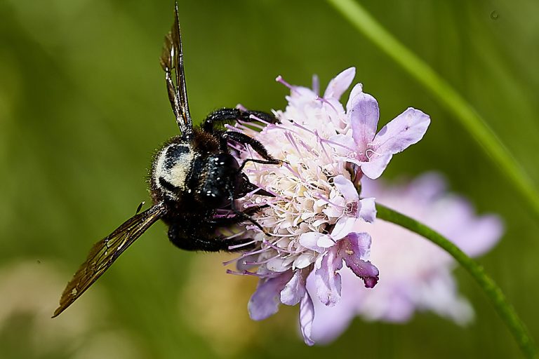 Xilocopa violacea - Abejorro carpintero europeo