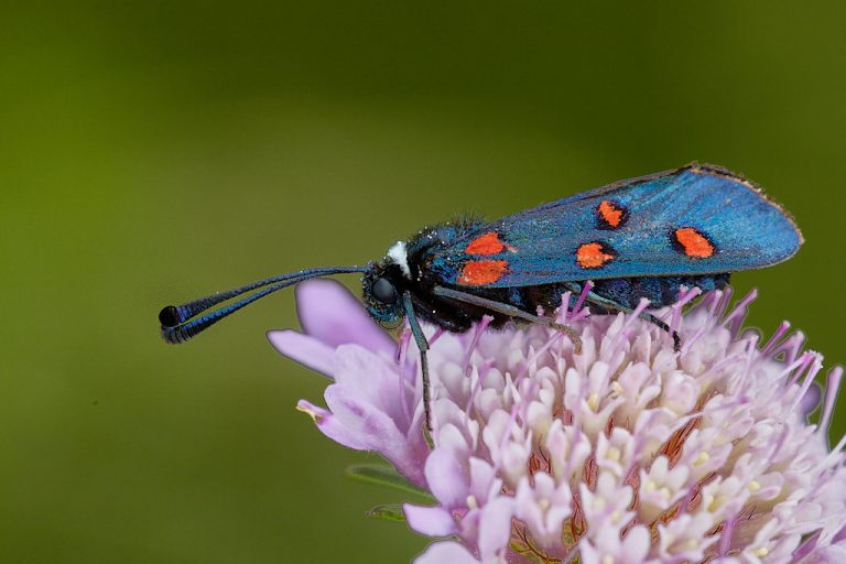 Zygaena lavandulae - Zigena de cinco puntos