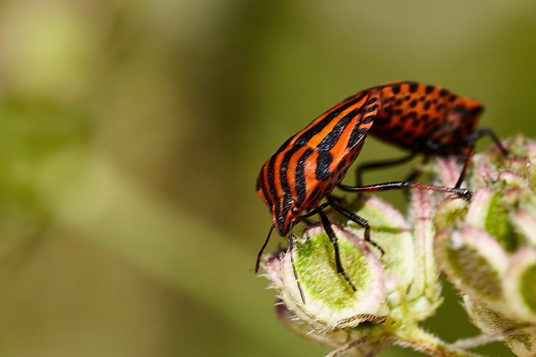 Graphosoma italicum - Chinche rayada