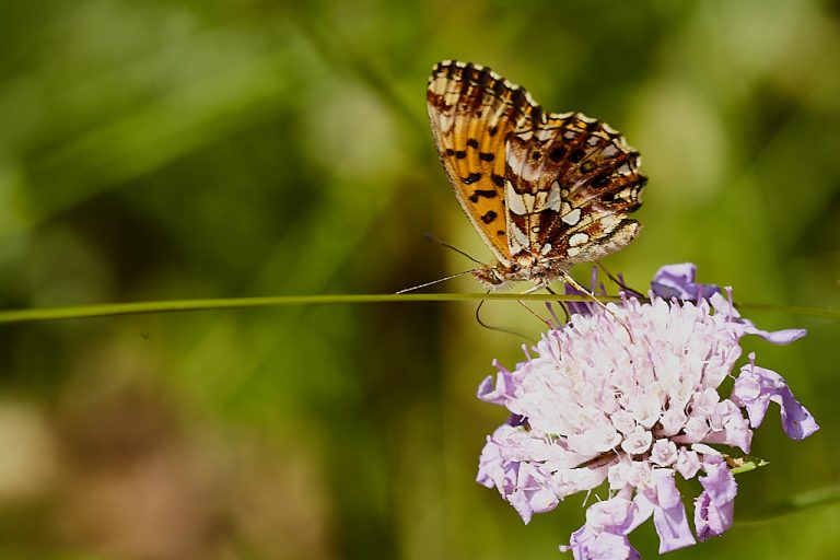 Boloria dia - Doncella violeta