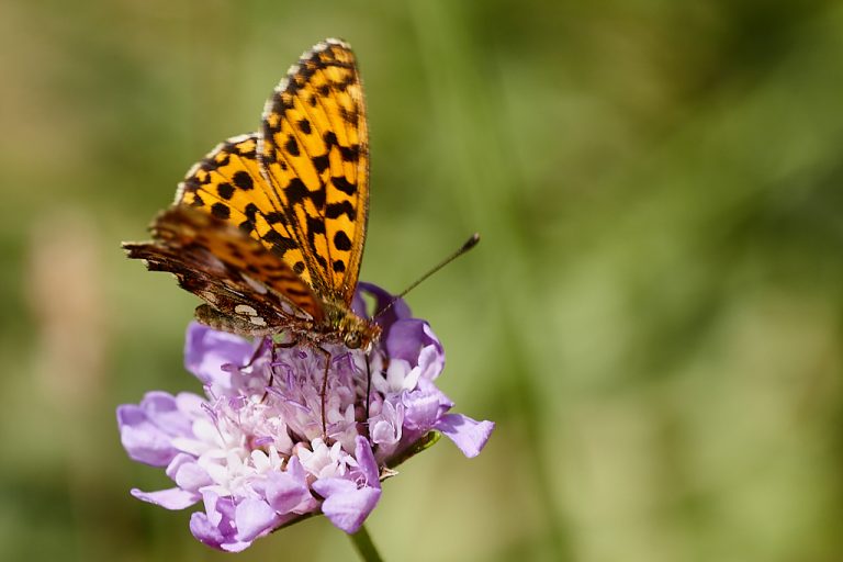 Boloria dia - Doncella violeta