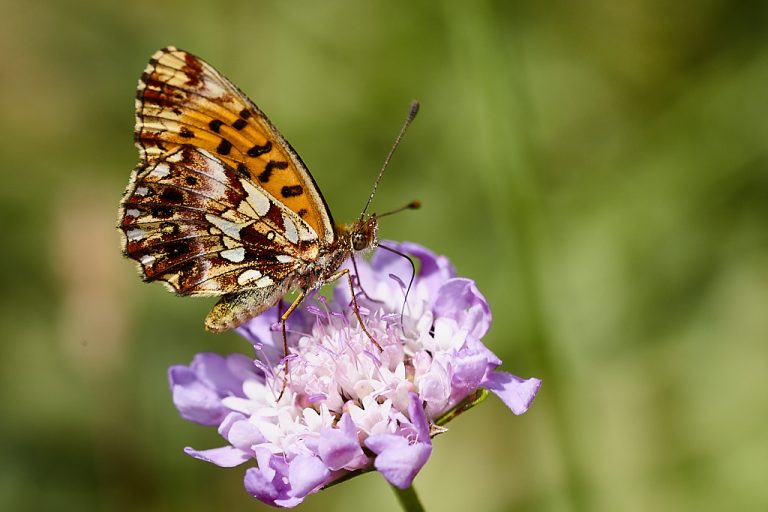 Boloria dia - Doncella violeta