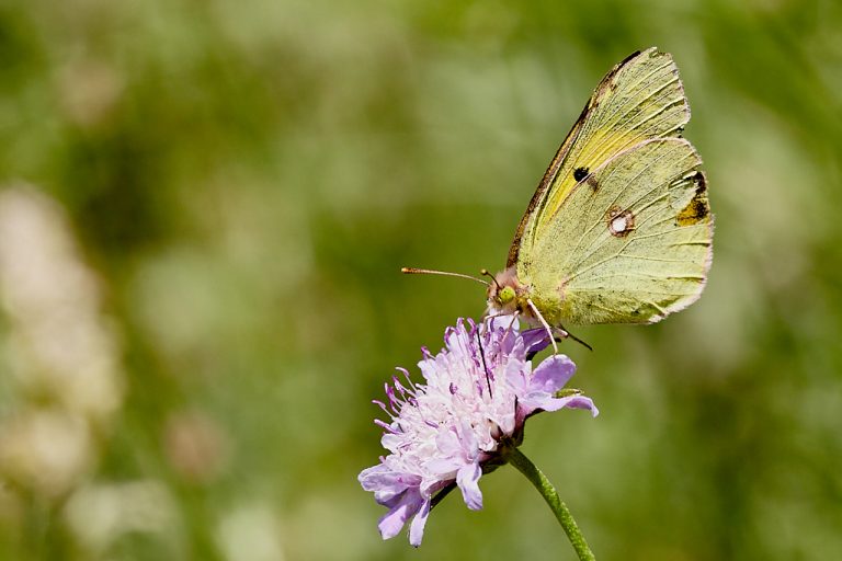 Colias crocea - Colias común