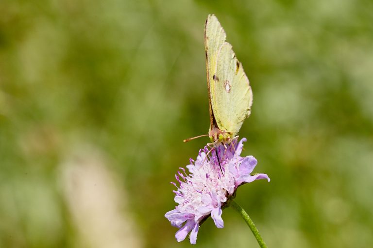 Colias crocea - Colias común