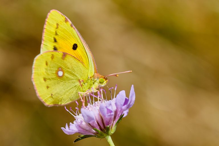 Colias crocea - Colias común