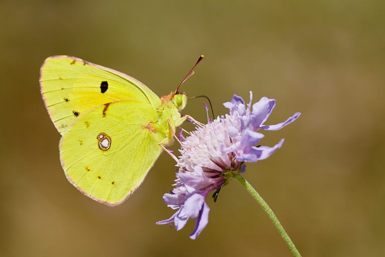 Colias crocea - Colias común