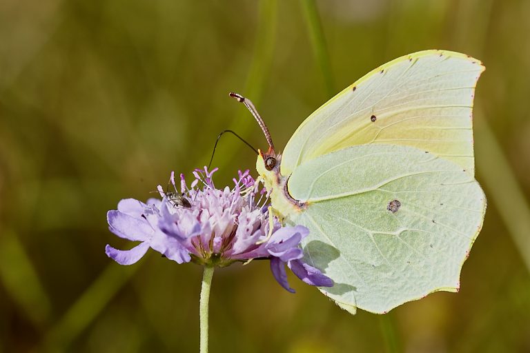 Gonepteryx cleopatra - Cleopatra