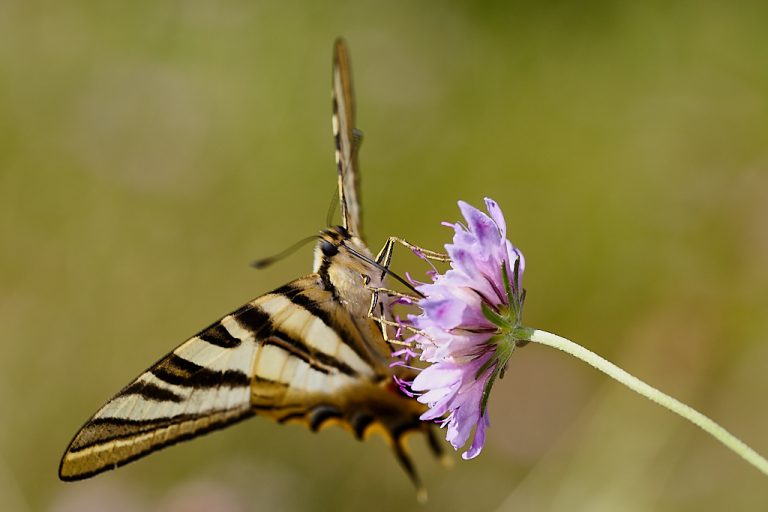 Iphiclides podalirius - Podalirio