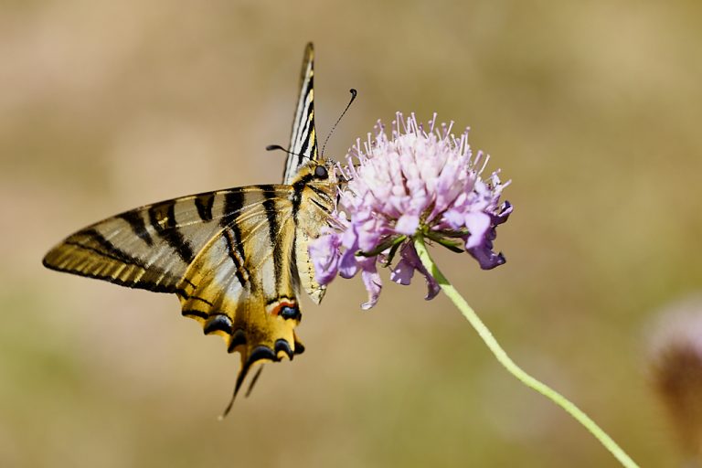 Iphiclides podalirius - Podalirio