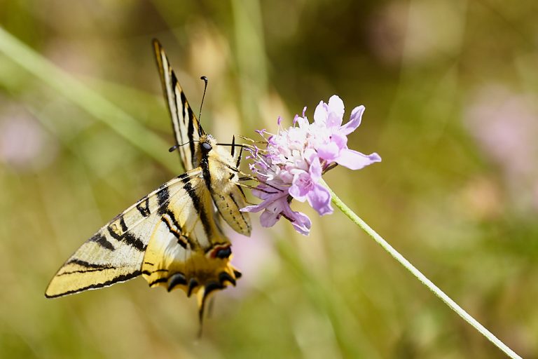 Iphiclides podalirius - Podalirio