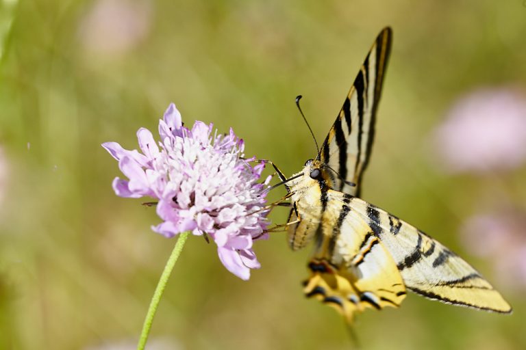 Iphiclides podalirius - Podalirio