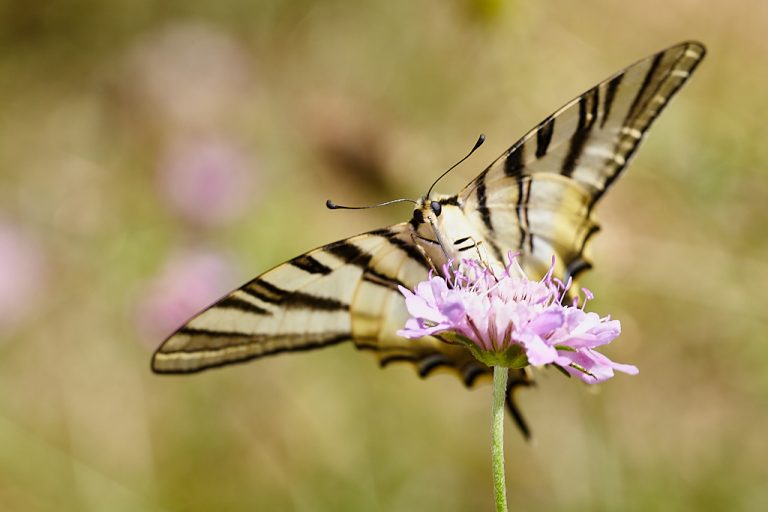 Iphiclides podalirius - Podalirio