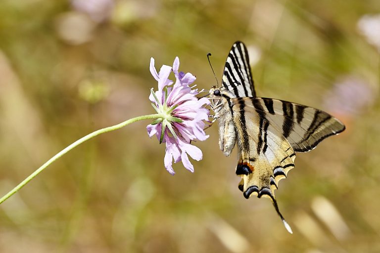 Iphiclides podalirius - Podalirio