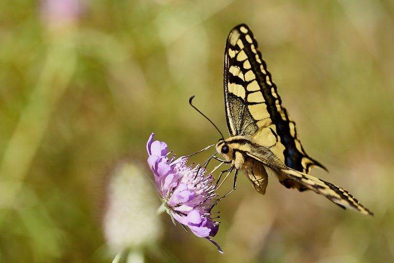 Papilio machaon - Macaón