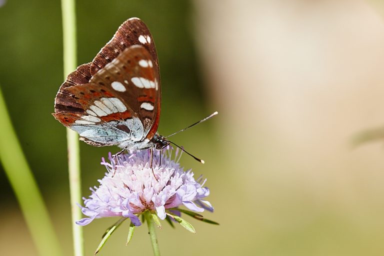 Limenitis reducta - Ninfa de los arroyos