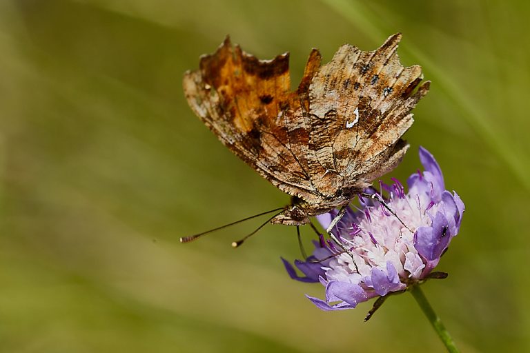 Polygonia c-album - C blanca