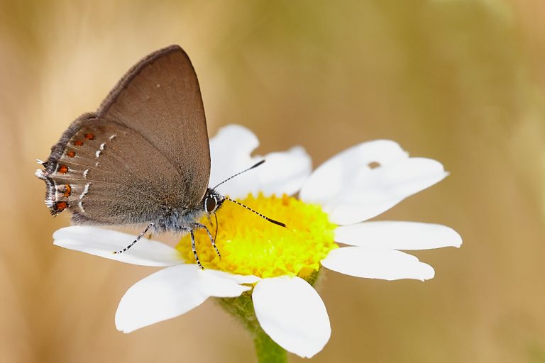 Satyrium esculi - Querquera