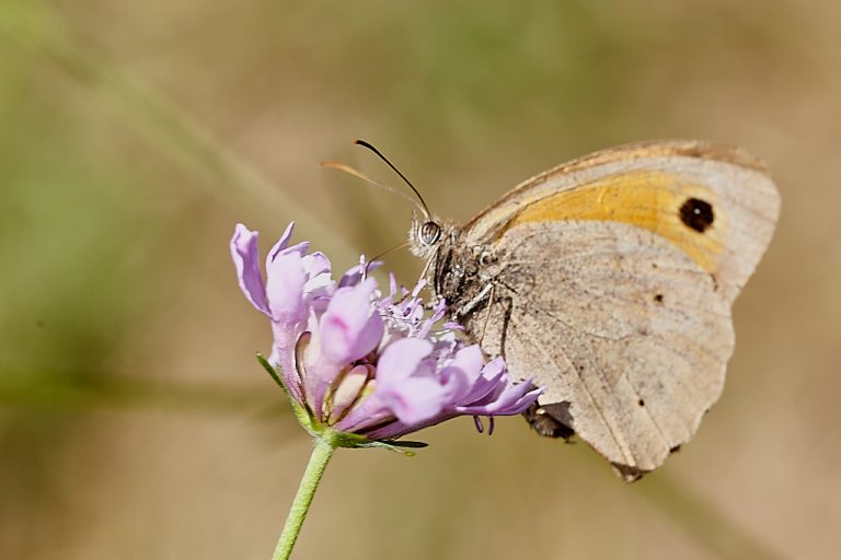 Maniola jurtina - Loba