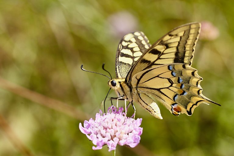 Papilio machaon - Macaón