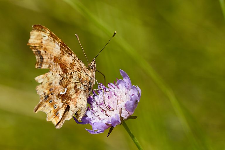 Polygonia c-album - C blanca