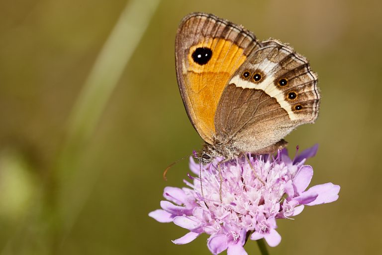 Pyronia bathseba - Lobito listado